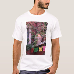 Camiseta México, San Miguel de Allende, Hiedra, olla de bar