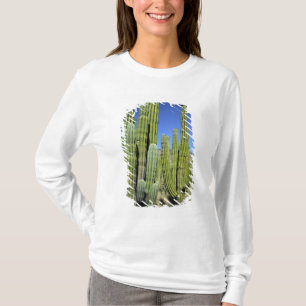 Camiseta México, Sonora, San Carlos. Saguaro y pitahaya