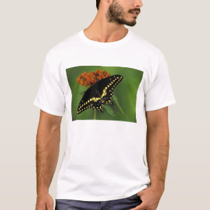 Camiseta Míchigan, Rochester. Cola de golondrina negra orie