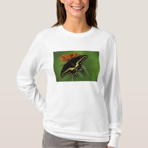 Camiseta Míchigan, Rochester. Mariposa negra oriental ameri