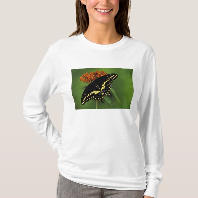 Camiseta Míchigan, Rochester. Mariposa negra oriental ameri (Anverso)