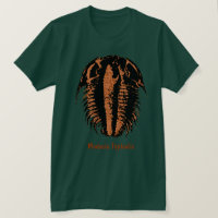 Modocia Typicalis fósil trilobite
