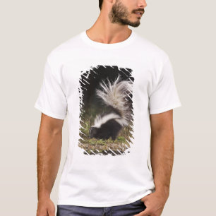 Camiseta Mofeta rayada, Mephitis mephitis