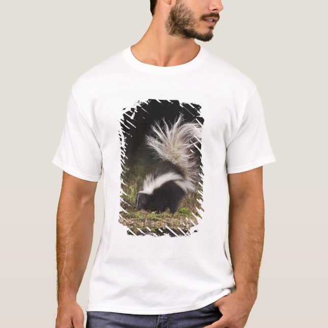 Camiseta Mofeta rayada, Mephitis mephitis (Anverso)