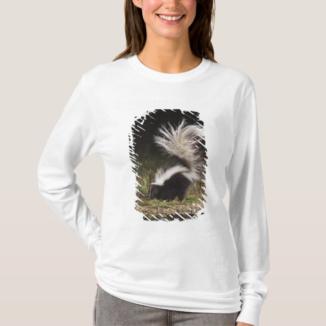 Camiseta Mofeta rayada, Mephitis mephitis (Anverso)