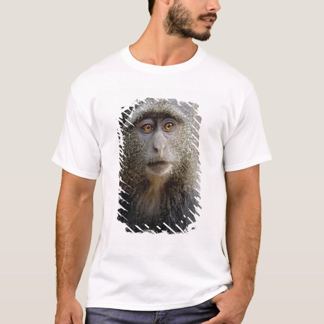 Camiseta Mono de Sykes o mono azul, Cercopithecus mitis, (Anverso)