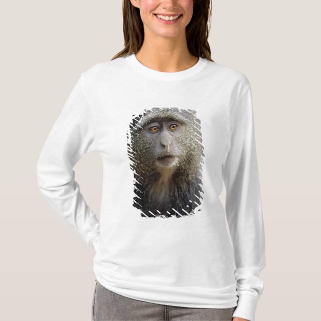 Camiseta Mono de Sykes o mono azul, Cercopithecus mitis, (Anverso)