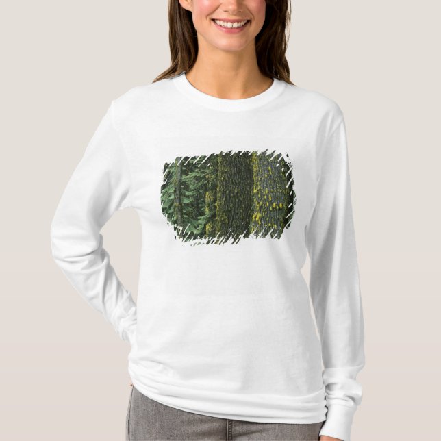 Camiseta Monte Ashland, Bosque Nacional Rogue RIver, (Anverso)