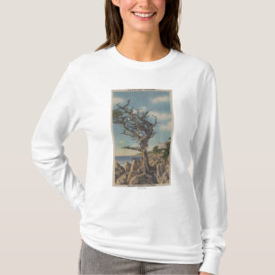Camiseta Monterey, CA - árbol viejo de la bruja en 17