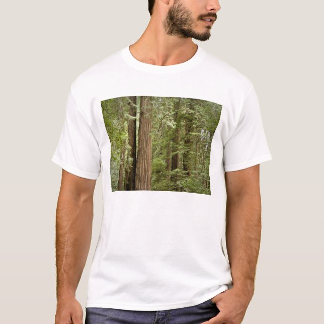 Camiseta Monumento Nacional Muir Woods, Norte (Anverso)