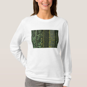 Camiseta Mt. Ashland, Bosque Nacional Rogue RIver,