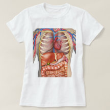 Mujer borrosa de la anatomía de los órganos