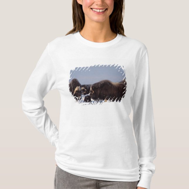 Camiseta muskox, Ovibos moschatus, toro y vaca (Anverso)