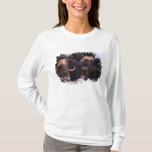 Camiseta muskox, Ovibos moschatus, vaca con recién nacido,
