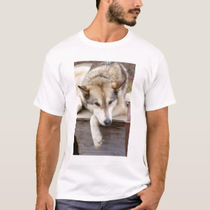 Camiseta N.A., EE. UU., Alaska. Perros de trineo Husky