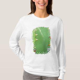 Camiseta N.A., EE. UU., AZ, Phoenix, Desert Botanical 2