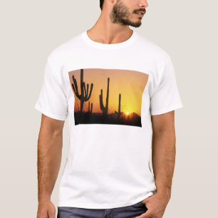 Camiseta N.A., EE. UU., AZ, Saguaro NP, Atardecer de Saguar