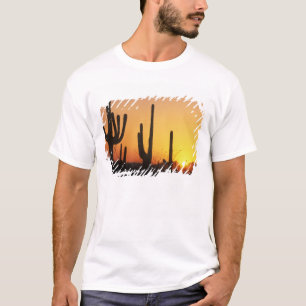 Camiseta N.A., EE. UU., AZ, Saguaro NP, Atardecer de Saguar