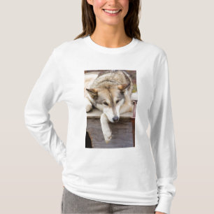 Camiseta N.A., EEUU, Alaska. Perros de Husky