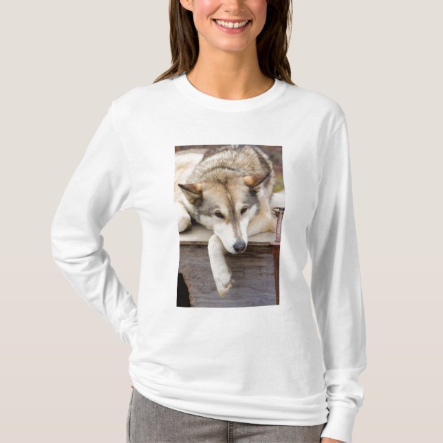 Camiseta N.A., EEUU, Alaska. Perros de Husky (Anverso)