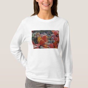 Camiseta NA, EE. UU., Alaska, Denali NP Helado, color otoña