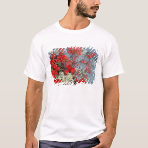 Camiseta NA, EE. UU., Alaska, Parque Nacional Denali, Aránd