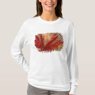 Camiseta NA, EE. UU., Alaska, Parque Nacional Denali, Firew