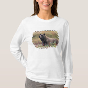 Camiseta NA, EE. UU., Alaska, Parque Nacional Denali, Oso p
