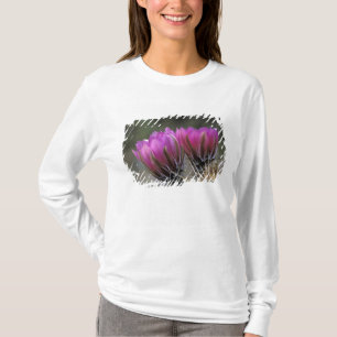 Camiseta NA, EE. UU., Arizona, Desierto de Sonora. Erizo