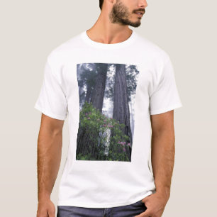 Camiseta NA, EE. UU., California. Parque estatal Del Norte