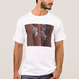 Camiseta NA, EE. UU., California. Parque Nacional Sequoia.