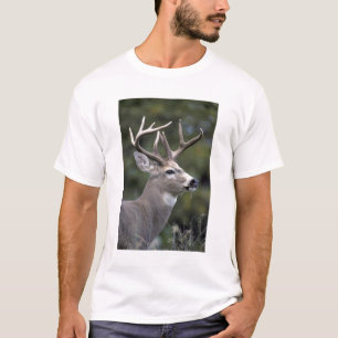 Camiseta NA, EE. UU., Estado de Washington, Venado de cola