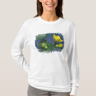 Camiseta NA, EE. UU., Michigan, Rochester Hills. Marisma