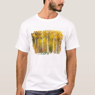 Camiseta NA, EE. UU., Washington, Árboles de Aspen otoñales