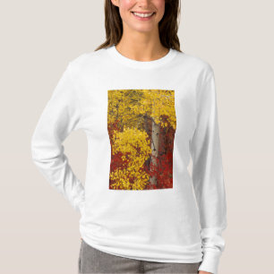 Camiseta NA, EE. UU., Washington, Bosque Nacional Wenatchee