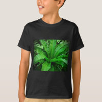 Nest Fern de pájaro