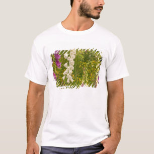 Camiseta Norteamérica, Canadá, Islas de la Reina Carlota, 5