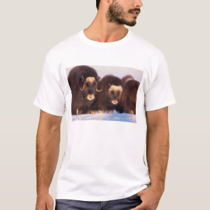 Camiseta Norteamérica, EE. UU., Alaska, Círculo Polar Ártic