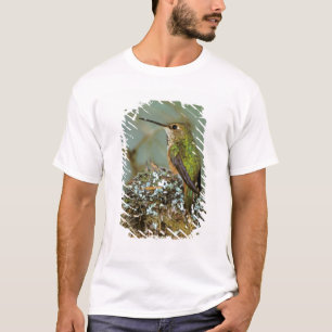 Camiseta Norteamérica, EE. UU., Alaska. Colibrí rufo