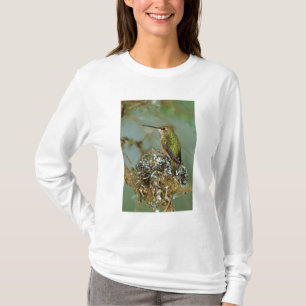 Camiseta Norteamérica, EE. UU., Alaska. Colibrí rufo