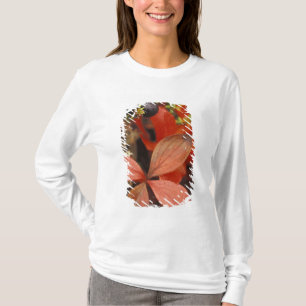 Camiseta Norteamérica, EE. UU., Alaska, Parque Nacional Den