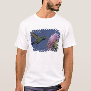 Camiseta Norteamérica, EE. UU., Arizona. Pico ancho