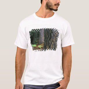 Camiseta Norteamérica, EE. UU., California, Yosemite