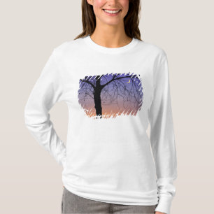 Camiseta Norteamérica, EE. UU., Florida, Mt. Dora, la