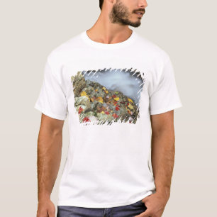 Camiseta Norteamérica, EE. UU., NH, Otoño en Nueva Inglater