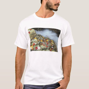 Camiseta Norteamérica, EE. UU., NH, Otoño en Nueva Inglater