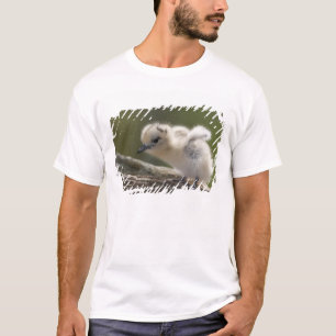 Camiseta Norteamérica, Islas hawaianas del noroeste, 2