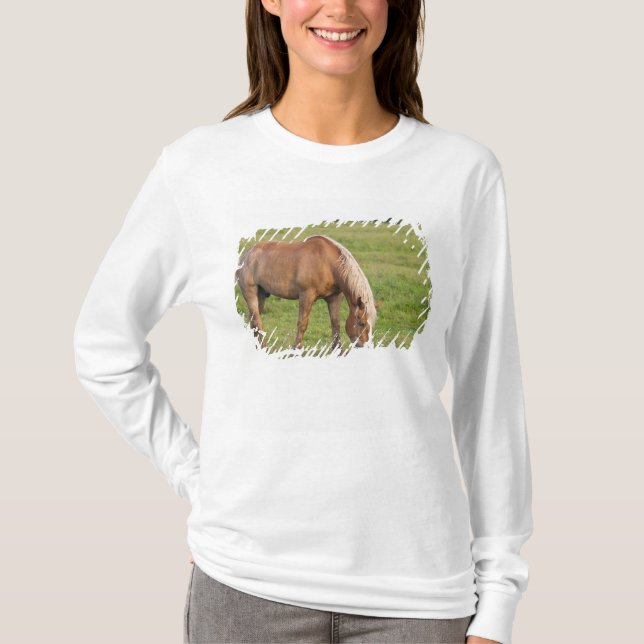 Camiseta Nueva Brunswick, Canadá. Caballo en el campo. (Anverso)