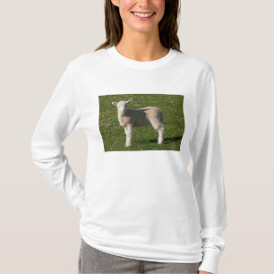 Camiseta Nueva Cordero, cerca de Dunedin, Isla Sur, Nueva