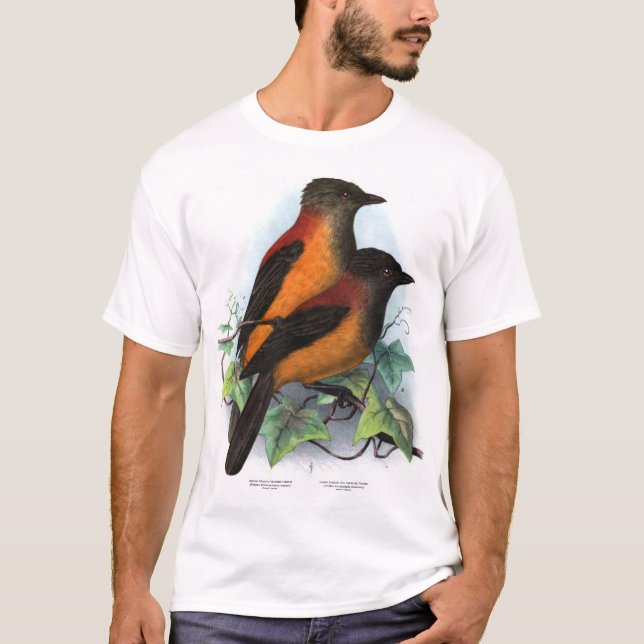 Camiseta Nueva Guinea: Dos especies Pitohui (Anverso)